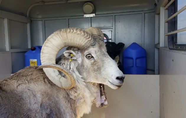 Montana Man Gets 6 Months in Prison for Cloning Giant Sheep and Breeding It