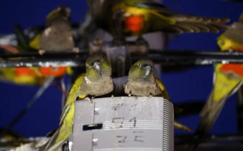 Argentine Town Battles Parrot Invasion