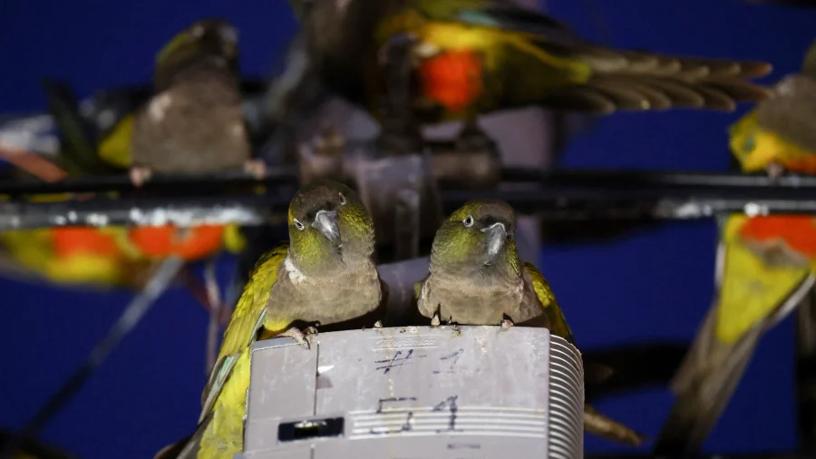 Argentine Town Battles Parrot Invasion