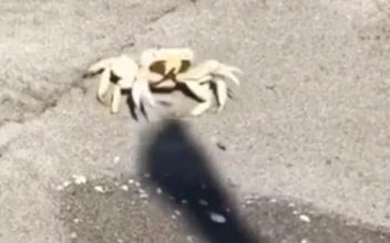 Man Plays With Crab at Mexico Beach Using His Shadow