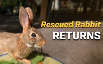 Rescued as a Newborn, Wild Rabbit Comes Back to Visit the Woman Who Raised Her