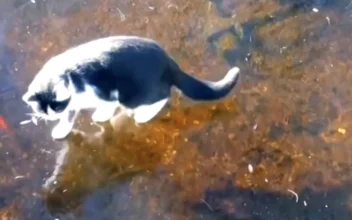 Cat Tries to Catch Fish