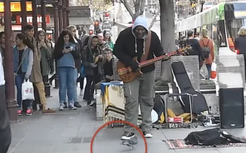 Dancing Pigeon Steals the Show