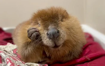 Fate of Nibi Beaver Lands in Court as Rescuers Try to Stop Her Release Into Wild