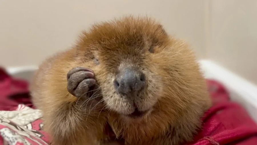 Fate of Nibi Beaver Lands in Court as Rescuers Try to Stop Her Release Into Wild