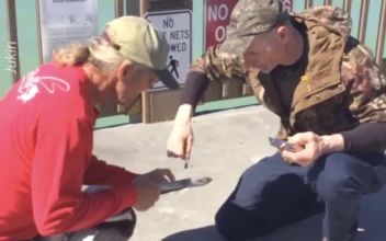 Kind Man Rescues Pelican with Fishing Wire Stuck on Beak