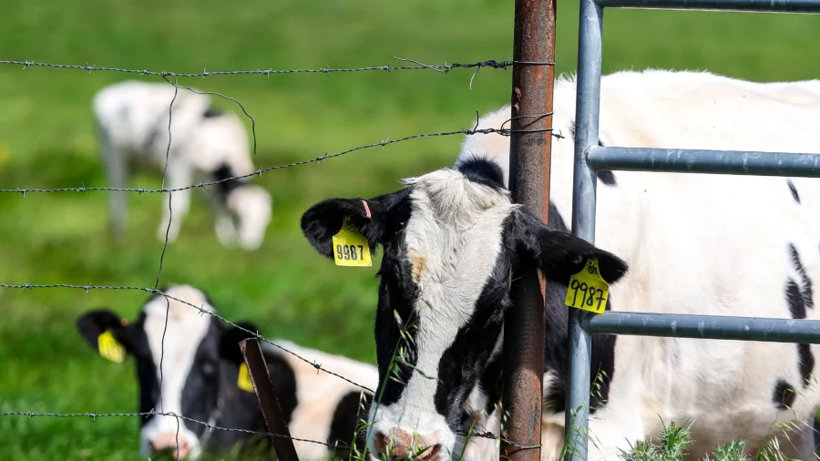 California Reports First Two Cases of Bird Flu Spread by Dairy Cows to Humans