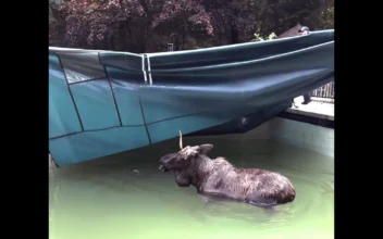 There’s a Moose on the Loose—in a New Hampshire Swimming Pool