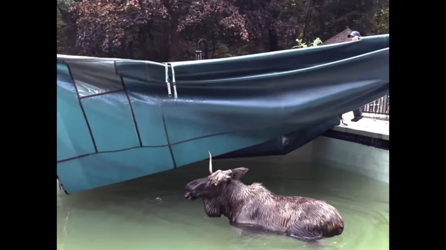 There’s a Moose on the Loose—in a New Hampshire Swimming Pool