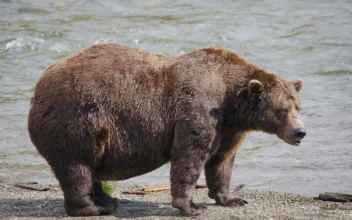 Alaska’s Fattest Bears Compete After Contender Is Fatally Mauled