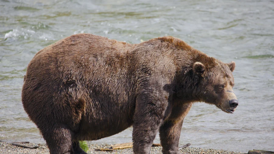 Alaska’s Fattest Bears Compete After Contender Is Fatally Mauled