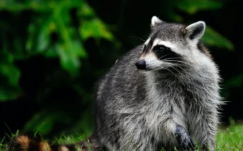 Rabies Positive Raccoon Attacked 2 Dogs in New Jersey