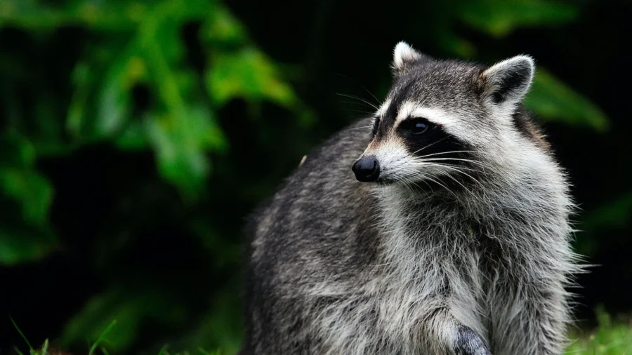 Rabies Positive Raccoon Attacked 2 Dogs in New Jersey