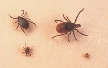 Tick-Borne ‘American Malaria’ Cases Climb as Co-Infections Become Common