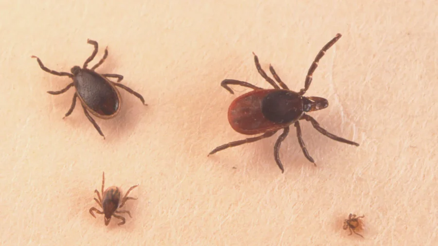 Tick-Borne ‘American Malaria’ Cases Climb as Co-Infections Become Common