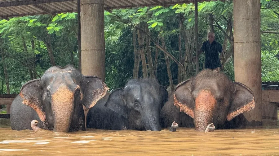 About 100 Rescued Elephants Escape Flash Floods at Popular Sanctuary in Northern Thailand