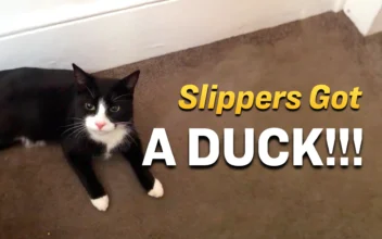 Slippers the Cat Brings Home a Motionless Wild Duck, and It’s Hilarious