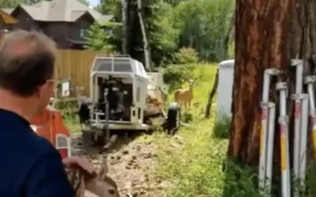 Man Helps Reunite Fawn with Its Mother