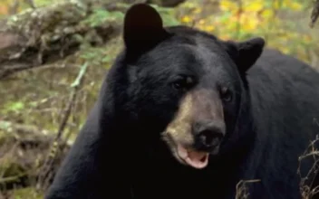 Bear Kills Man Picking Mushrooms in Northern Slovakia