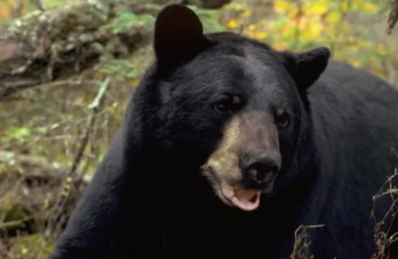 Bear Kills Man Picking Mushrooms in Northern Slovakia