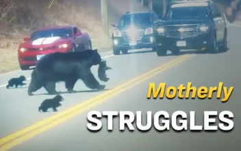 Mother Bear Faces Challenges With Her Four Playful Cubs