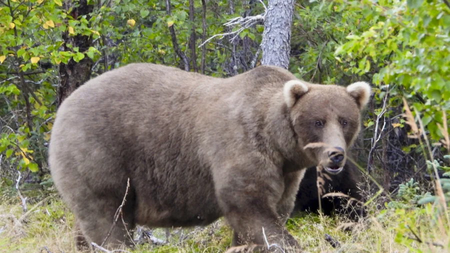 Alaska’s Fat Bear Contest Winner Finishes Ahead of the Bear That Killed Her Cub