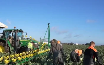 British Farmers Call for Supermarkets to End ‘Farmwashing’