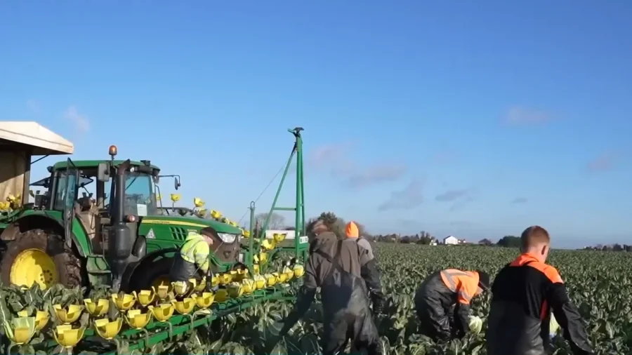 British Farmers Call for Supermarkets to End 'Farmwashing'