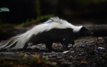 Pet Dog Kills Rabid Skunk in New Jersey Backyard