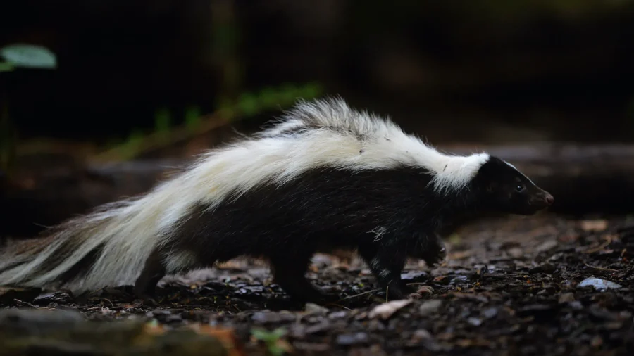 Pet Dog Kills Rabid Skunk in New Jersey Backyard