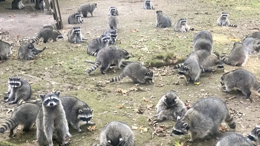 Washington State Woman Calls 911 After Being Hounded by Up to 100 Raccoons