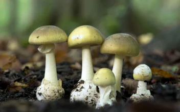 11 Romanian Pilgrims in Greek Hospital After Eating Poisonous Wild Mushrooms on Mount Athos