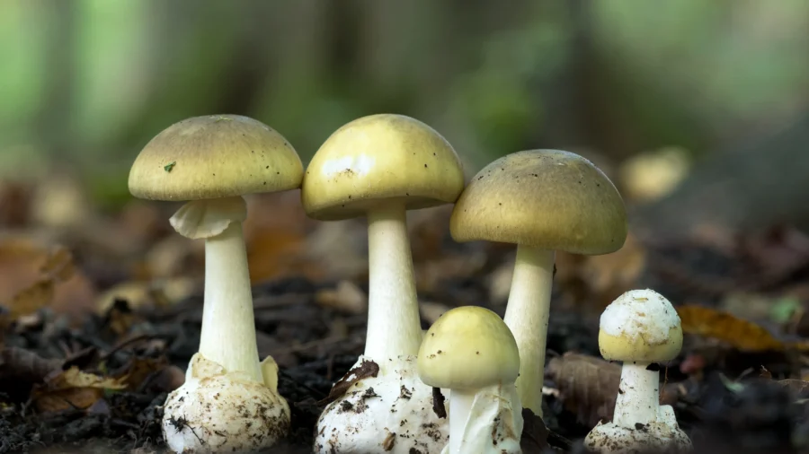 11 Romanian Pilgrims in Greek Hospital After Eating Poisonous Wild Mushrooms on Mount Athos