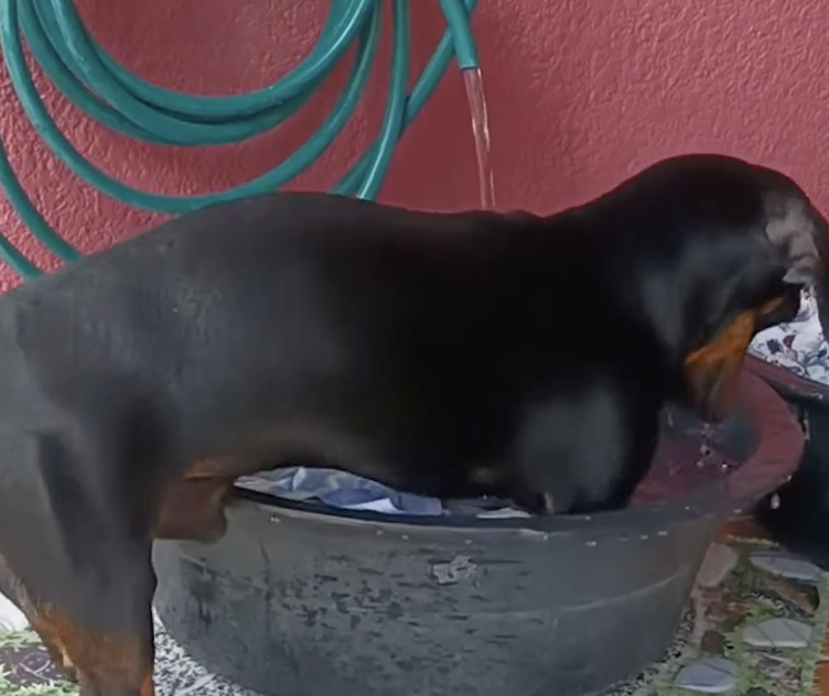 Dachshund Does Laundry NTD