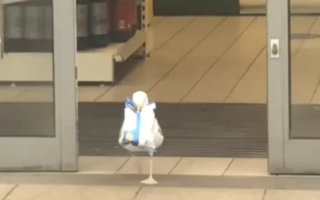 Seagull Steals Doritos From the Grocery Store