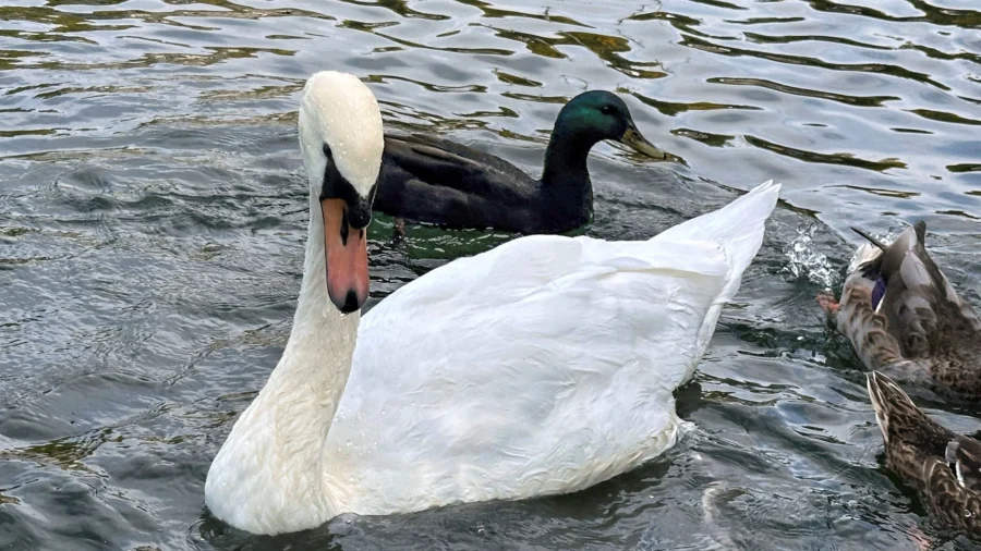 New York Village Known for Its Majestic Mute Swans Faces Difficult Choice After One Is Killed