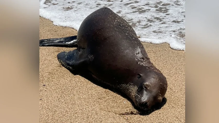 $20,000 Reward Offered After Sea Lion Found With Fatal Gunshot Wound on California Beach