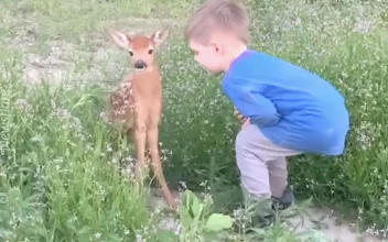 Adorable Moment Boy Strokes Cute Baby Deer