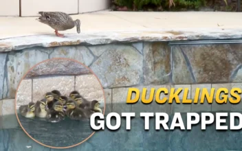 Ducklings Couldn’t Jump Out of the Pool and the End Was Both Cute and Heart-Warming