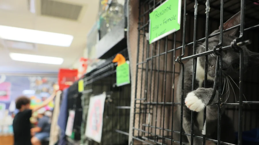New California Laws Protects Cats, Stops Puppy Mills