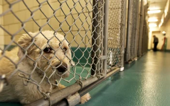 Inflation Leads to More Pet Surrenders: Dog Rescue Expert