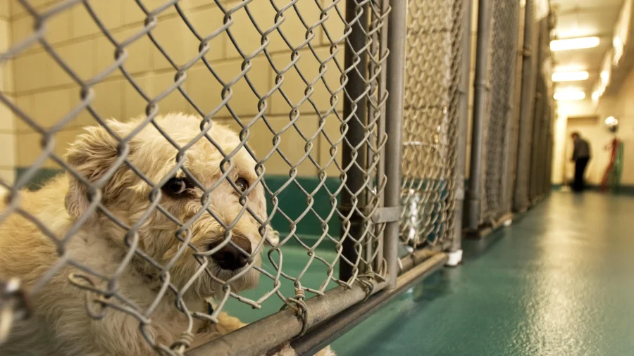 Inflation Leads to More Pet Surrenders: Dog Rescue Expert