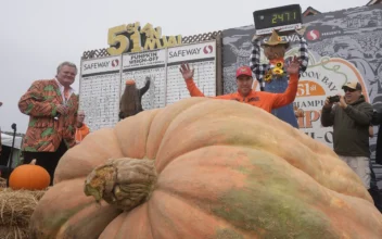 Pumpkin Weighing 2,471 Pounds Wins California Contest