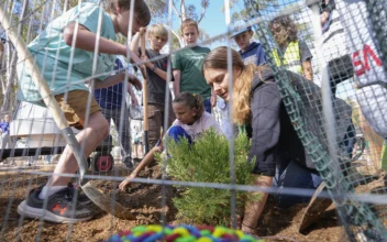 Southern California School Plants ‘Moon Tree’ Grown With Seeds Flown in Space