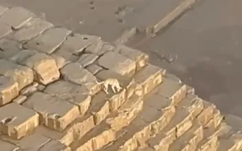 Dog Spotted Hanging Out on Top of Ancient Pyramid in Egypt