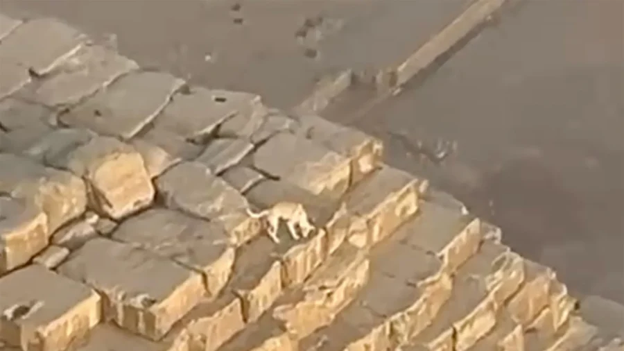 Dog Spotted Hanging Out on Top of Ancient Pyramid in Egypt