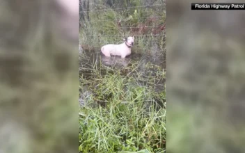 Man Charged With Abandoning Dog in Floodwaters as Florida Residents Evacuated Ahead of Hurricane