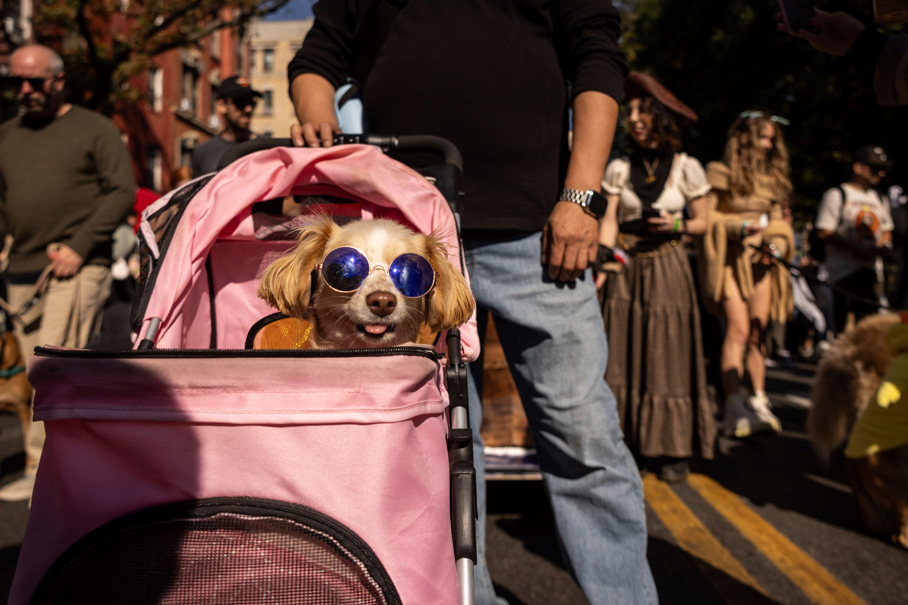 Pups on Parade Dogs Dressed to Nines for Annual New York City