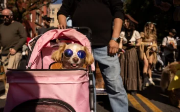 Pups on Parade: Dogs Dressed to Nines for Annual New York City Halloween Event