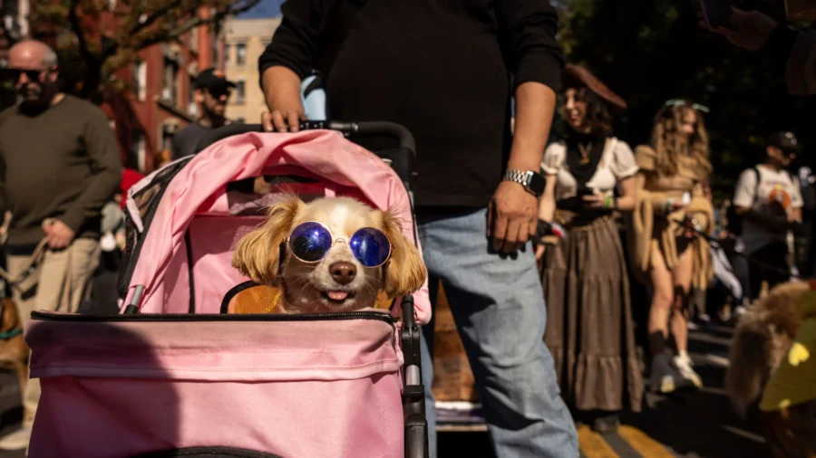 Pups on Parade: Dogs Dressed to Nines for Annual New York City Halloween Event